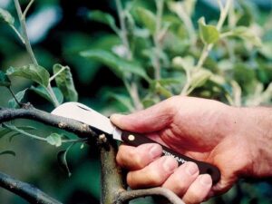 Πτυσσόμενο Μαχαίρι Μοσχεύματος Fiskars Hooked Grafting Knife K62 17cm 1001623