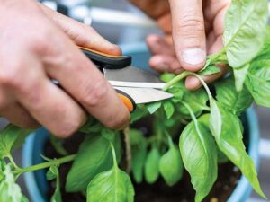 Ψαλίδι Fiskars Solid Herb Snip SP220 12,7cm 1063326
